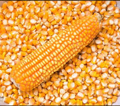 Maize